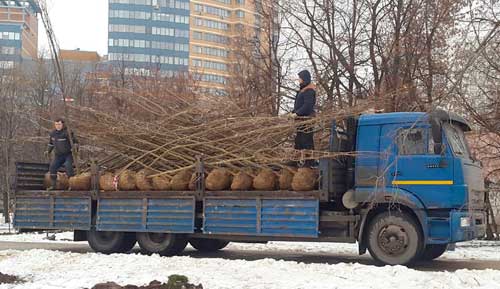Перевозка саженцев недорого в Москве, доставка растений, деревьев ...